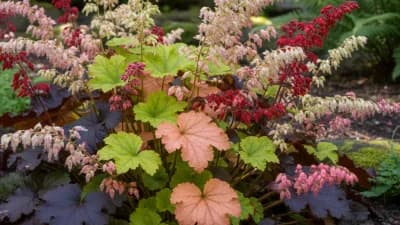 Coral Bells