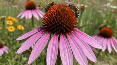 Purple Coneflower