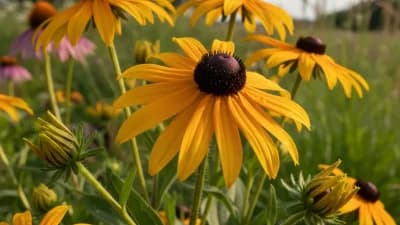 Black-Eyed Susan