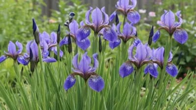 Siberian Iris