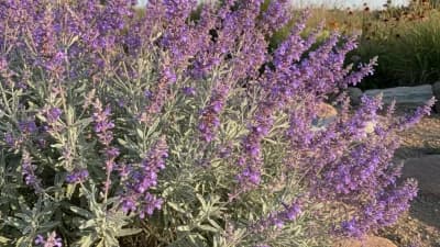 Russian Sage