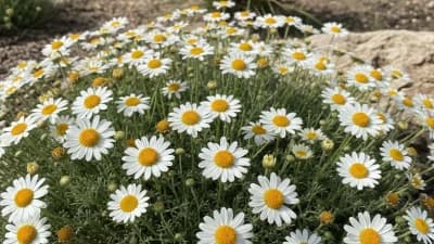 Blackfoot Daisy