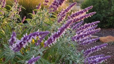 Mexican Bush Sage