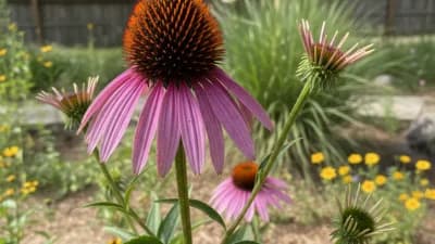 Purple Coneflower