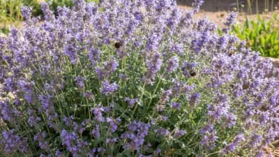 Catmint