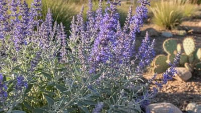 Russian Sage