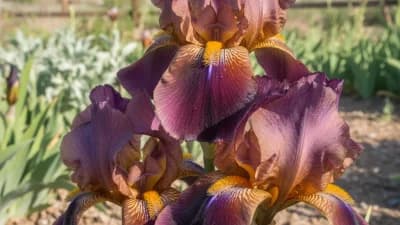 Bearded Iris
