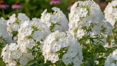 Garden Phlox