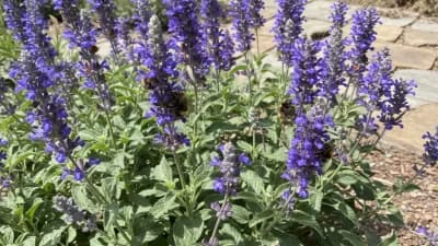 Salvia