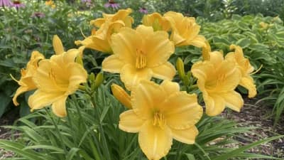Daylily