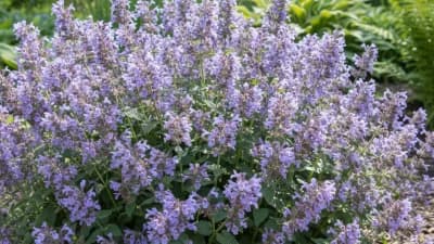 Catmint
