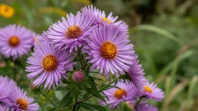 New England Aster