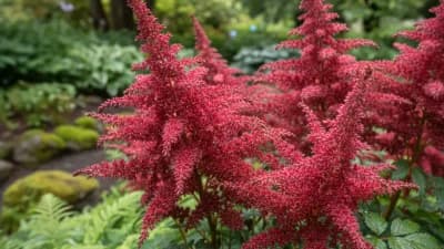 Astilbe