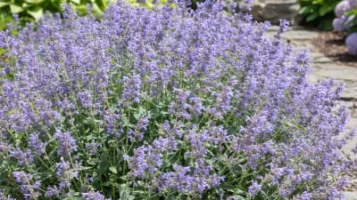 Catmint