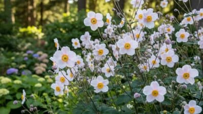 Japanese Anemone
