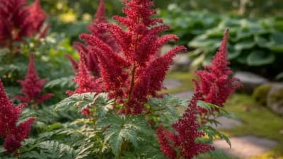 Astilbe