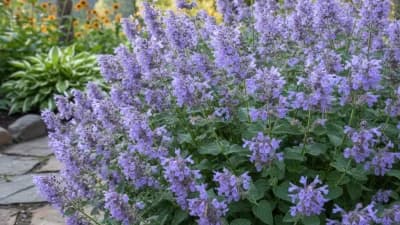 Catmint