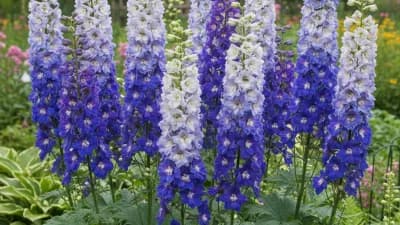 Delphinium