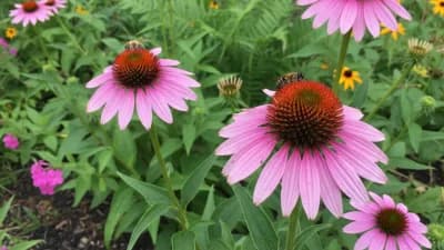 Purple Coneflower