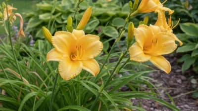 Daylily