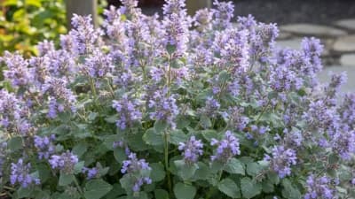 Catmint