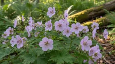 Hardy Geranium