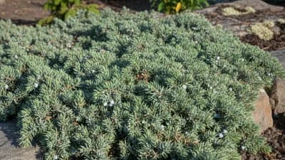 Creeping Juniper
