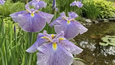Japanese Iris