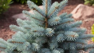 Dwarf Blue Spruce