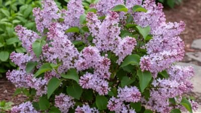 Dwarf Korean Lilac