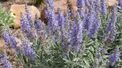Russian Sage