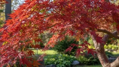 Japanese Maple