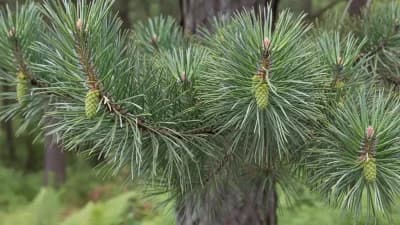 Eastern White Pine