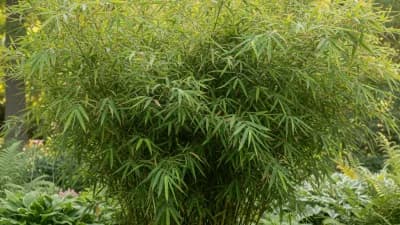 Fargesia Bamboo