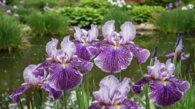 Japanese Iris
