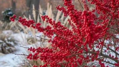 Winterberry Holly