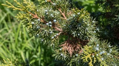 Eastern Red Cedar