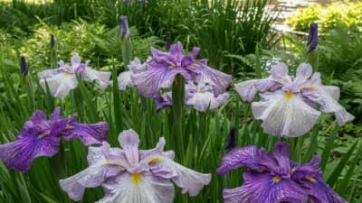 Japanese Iris