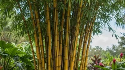 Bamboo