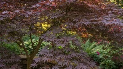 Japanese Maple