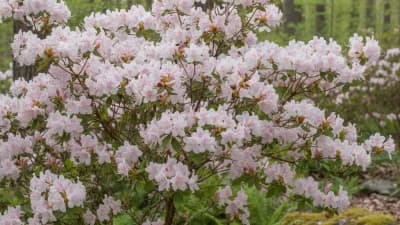 Native Azalea