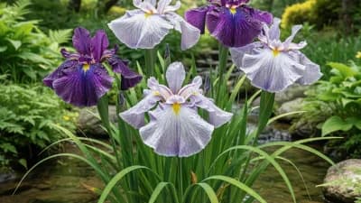 Japanese Iris