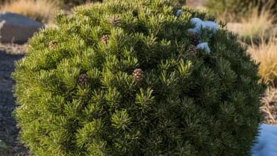 Mugo Pine