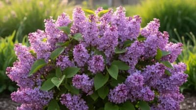 Dwarf Korean Lilac