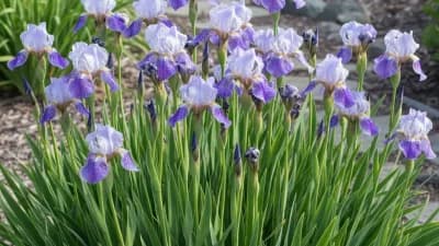 Siberian Iris