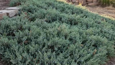 Creeping Juniper