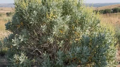 Native Sagebrush