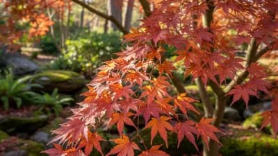 Japanese Maple