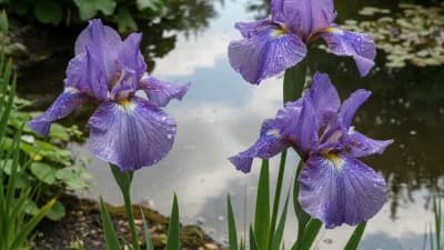 Japanese Iris