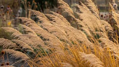 Switchgrass